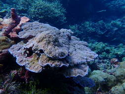 Image of Blue rice coral