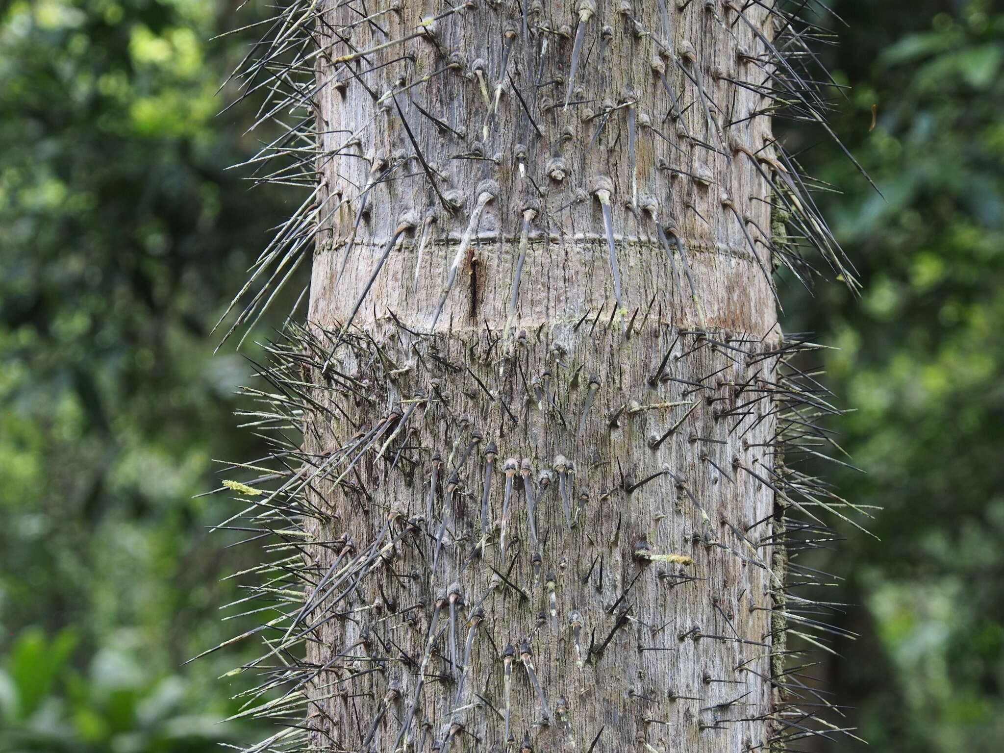 Image of Astrocaryum confertum H. Wendl. ex Burret