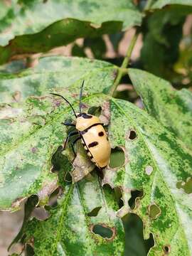 Plancia ëd <i>Eucorysses grandis</i>