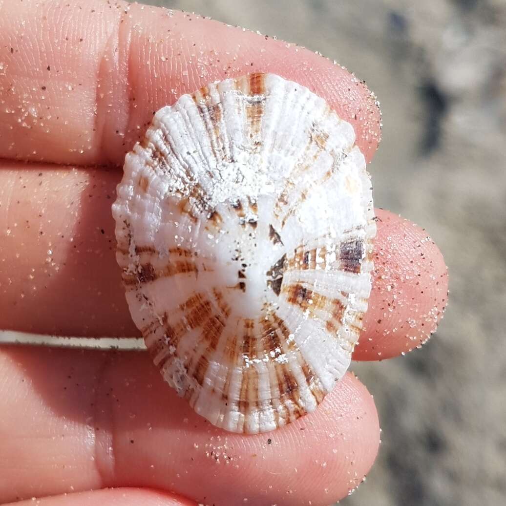 Image of China limpet