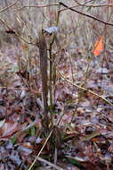 Image of Green Pitcherplant