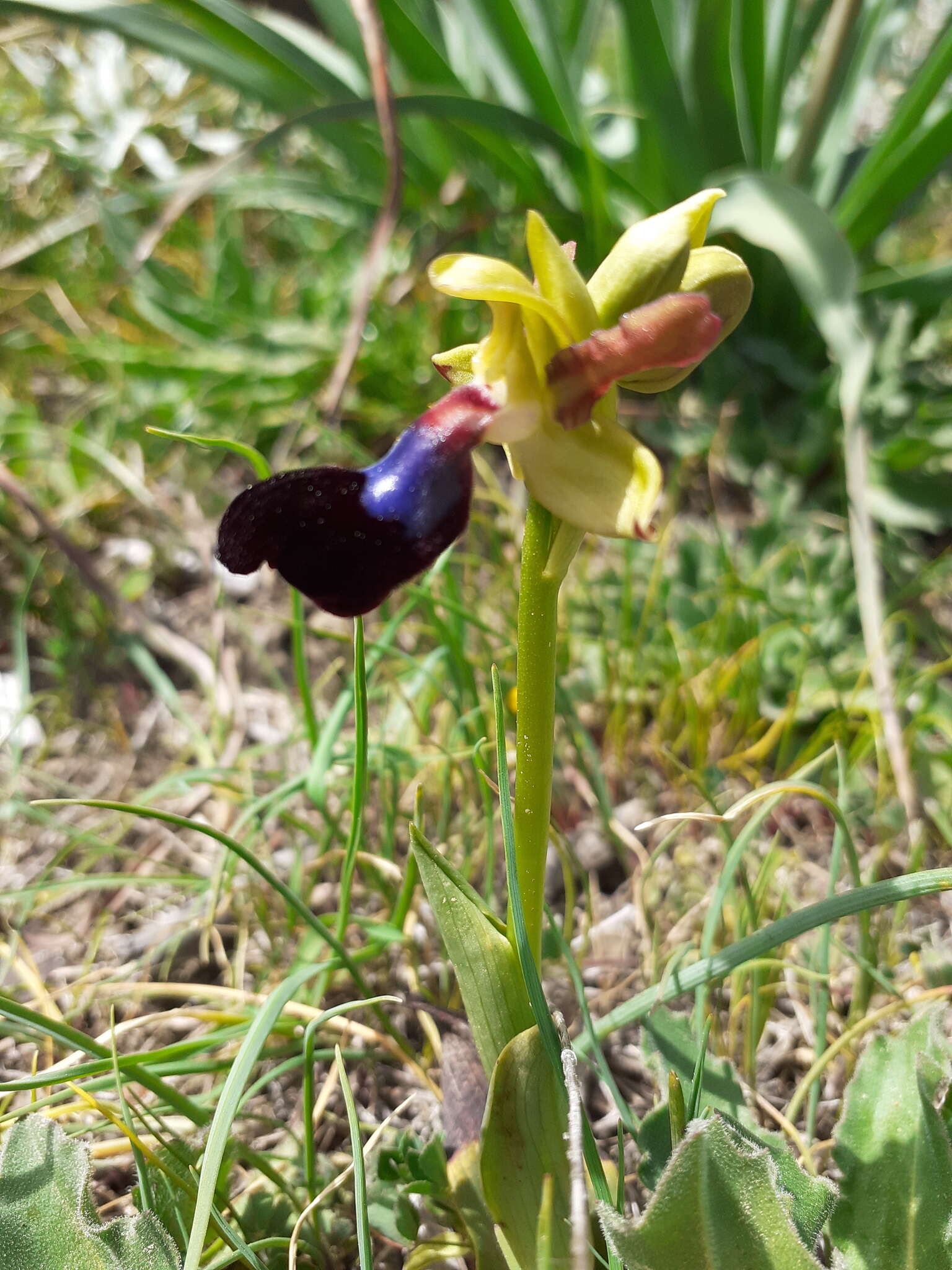 صورة Ophrys atlantica Munby