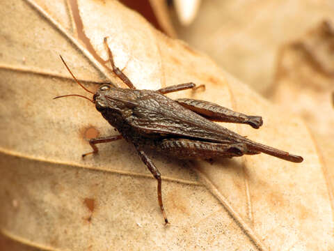 Image of Armored Pygmy Grasshopper