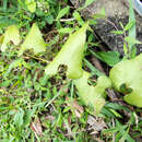 Plancia ëd Aristolochia fordiana Hemsl.