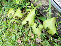 Image de Aristolochia fordiana Hemsl.