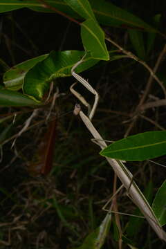 Image of Tenodera costalis Blanchard 1853