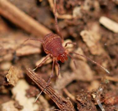 Sitalcina californica (Banks 1893) resmi