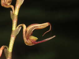 Imagem de Scaphosepalum antenniferum Rolfe