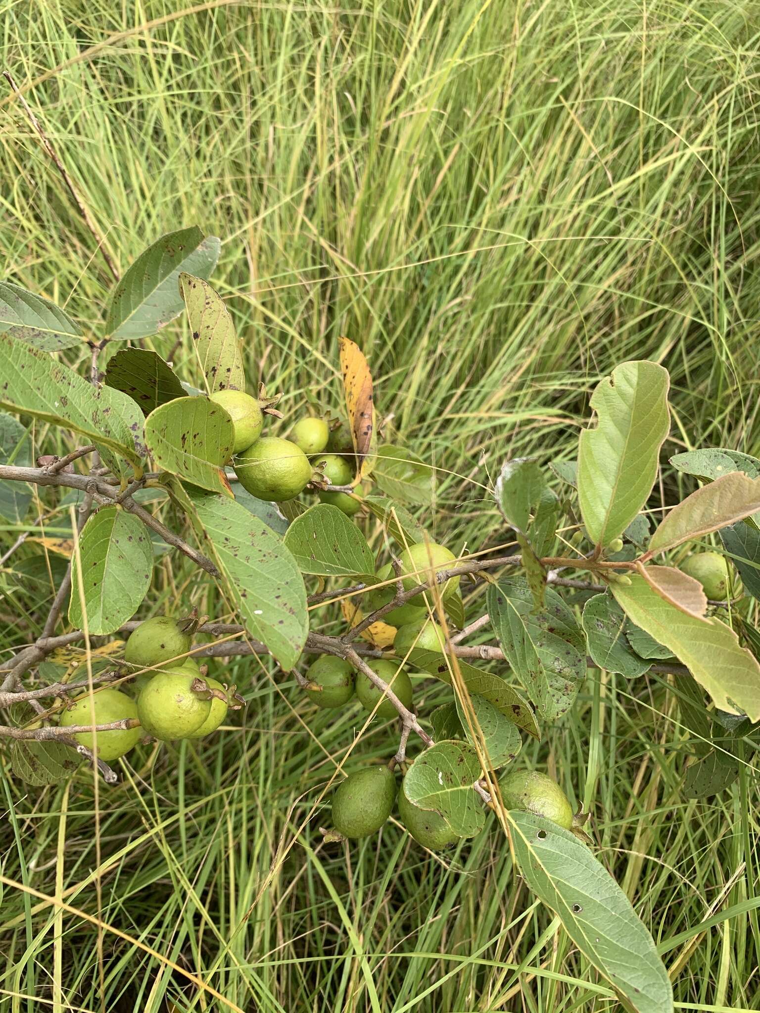 Sivun Brasilianguava kuva