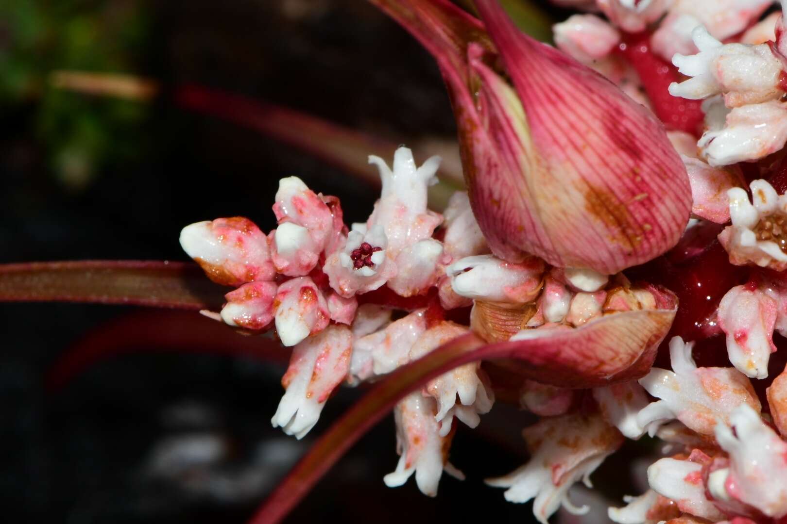 Image of Dracophyllum milliganii Hook.