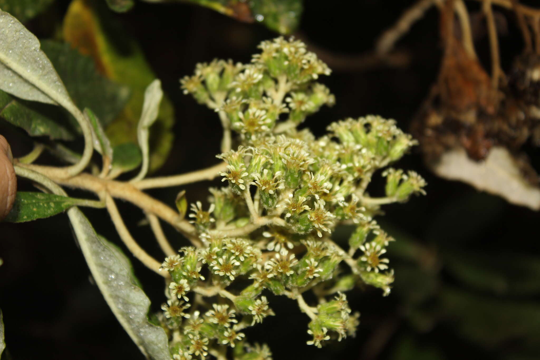 Слика од Linochilus tenuifolius (Cuatrec.) Saldivia & O. M. Vargas