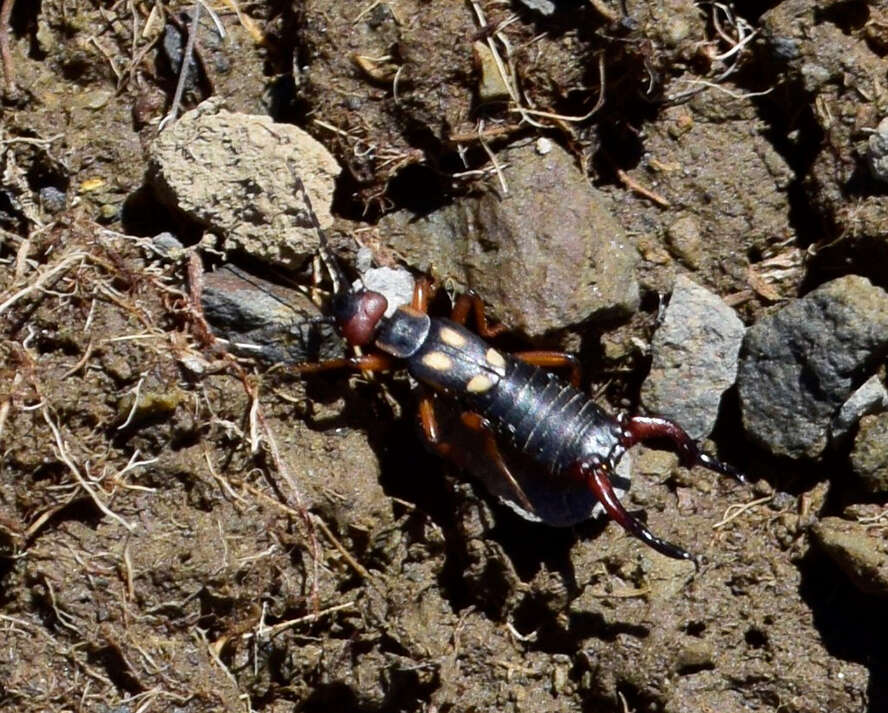 Image of Two-spotted Earwig