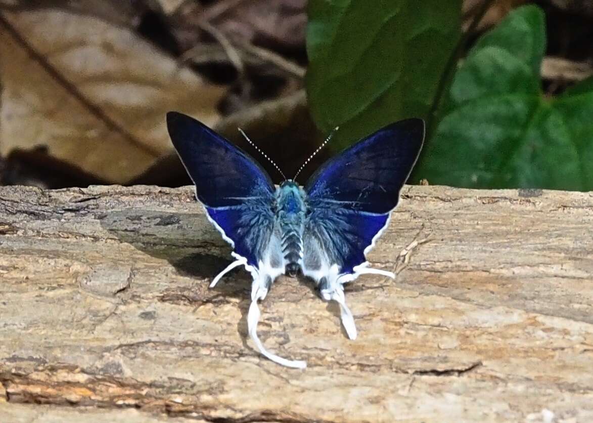 Image de Hypolycaena hatita Hewitson 1865