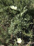 Image of Peirson's false bindweed