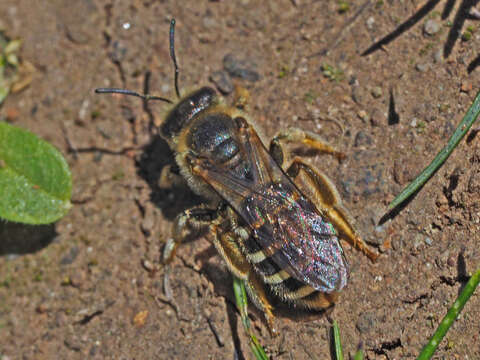 Halictus fulvipes (Klug 1817)的圖片