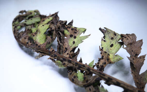 Image of Puccinia tanaceti DC. 1805