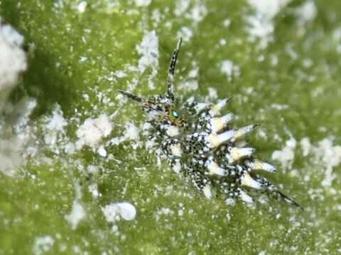 Imagem de Costasiella ocellifera (Simroth 1895)