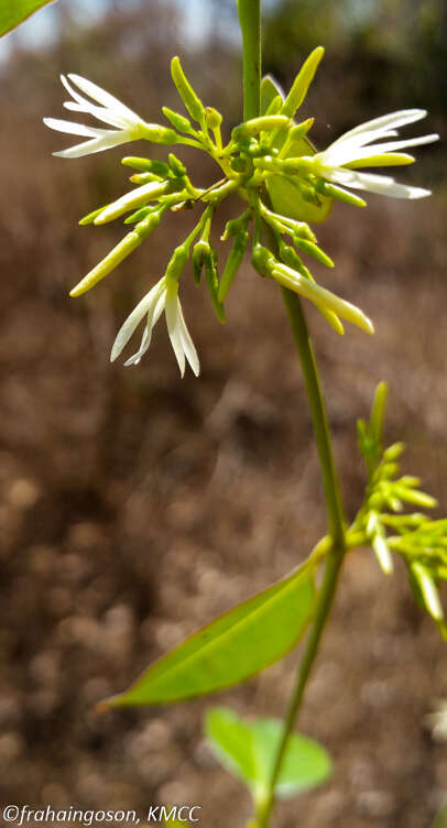 Image of Plectaneia thouarsii Roem. & Schult.