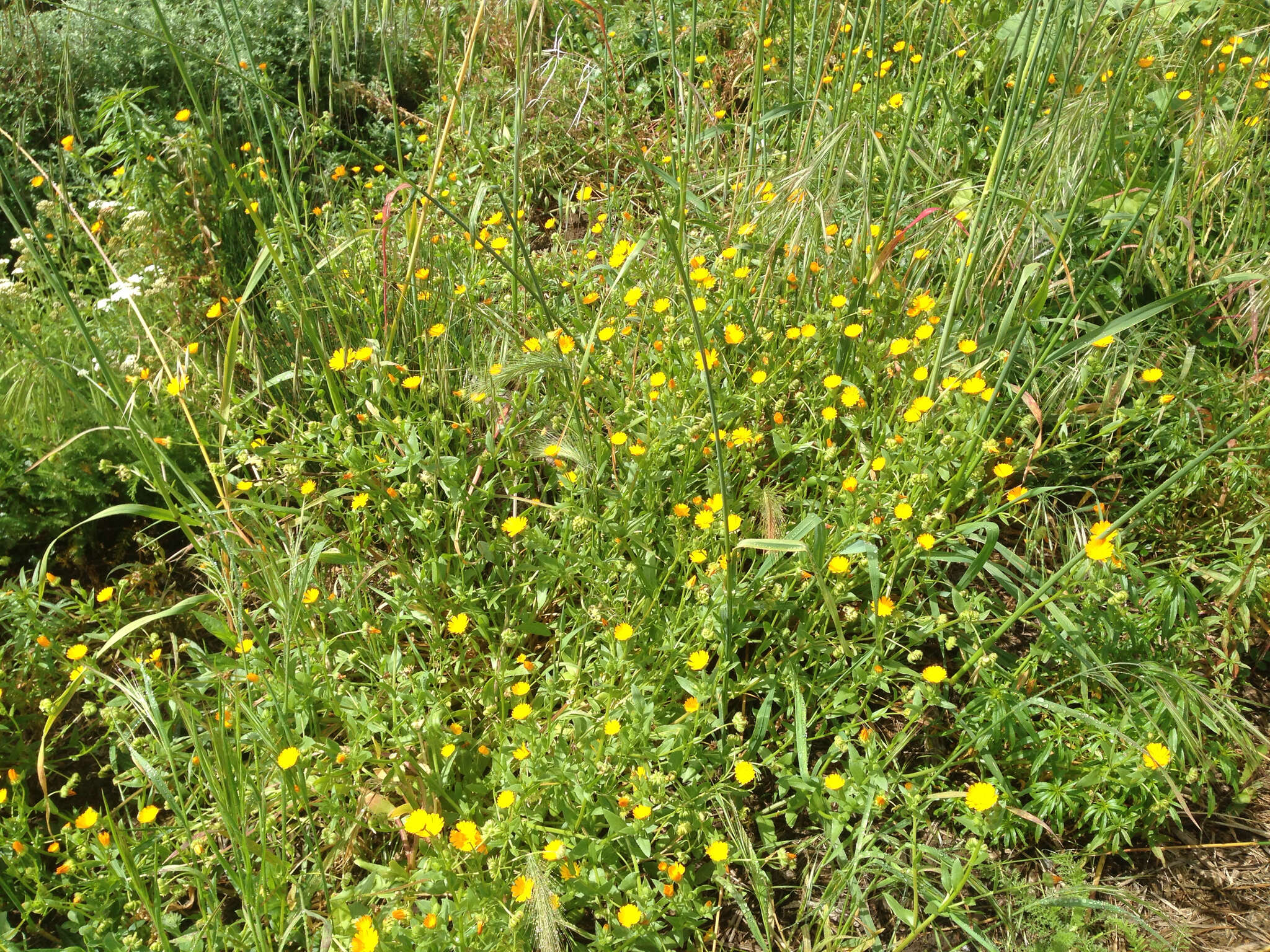 Image of field marigold