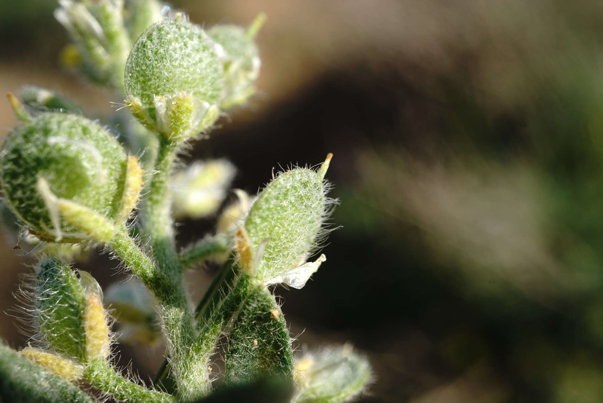 Image of Alyssum hirsutum M. Bieb.