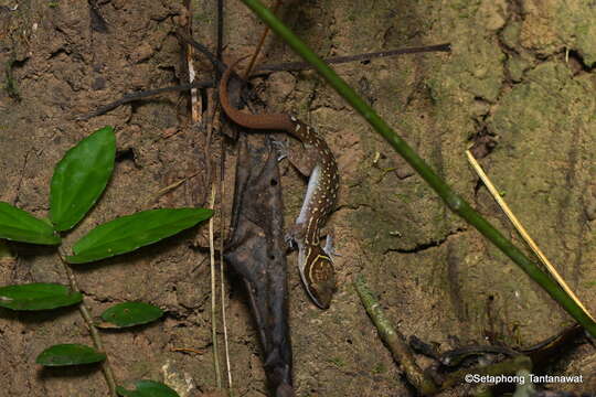 Image of Cyrtodactylus phetchaburiensis Pauwels, Sumontha & Bauer 2016