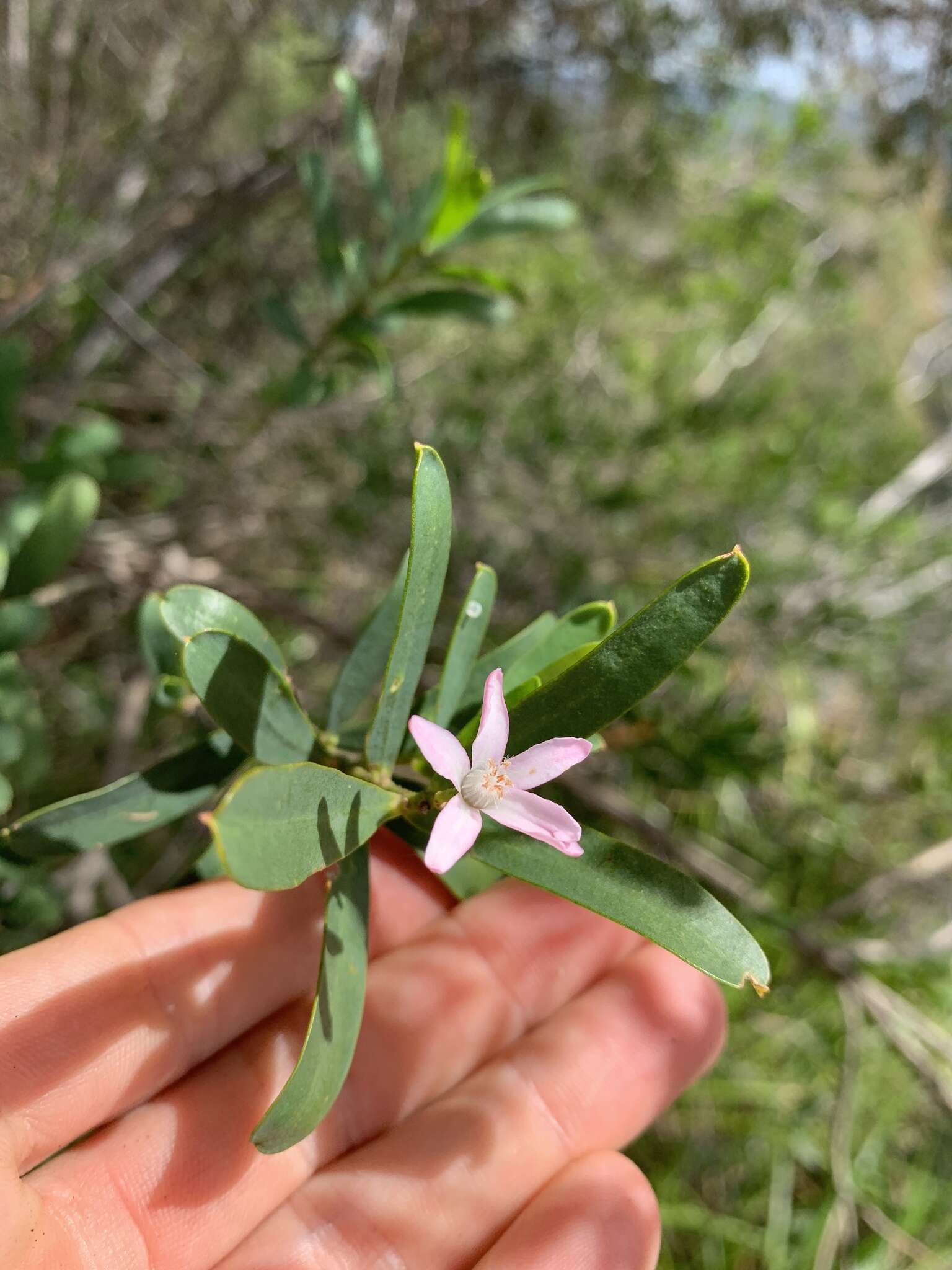 Image of Philotheca glasshousiensis (Domin) P. I. Forst.