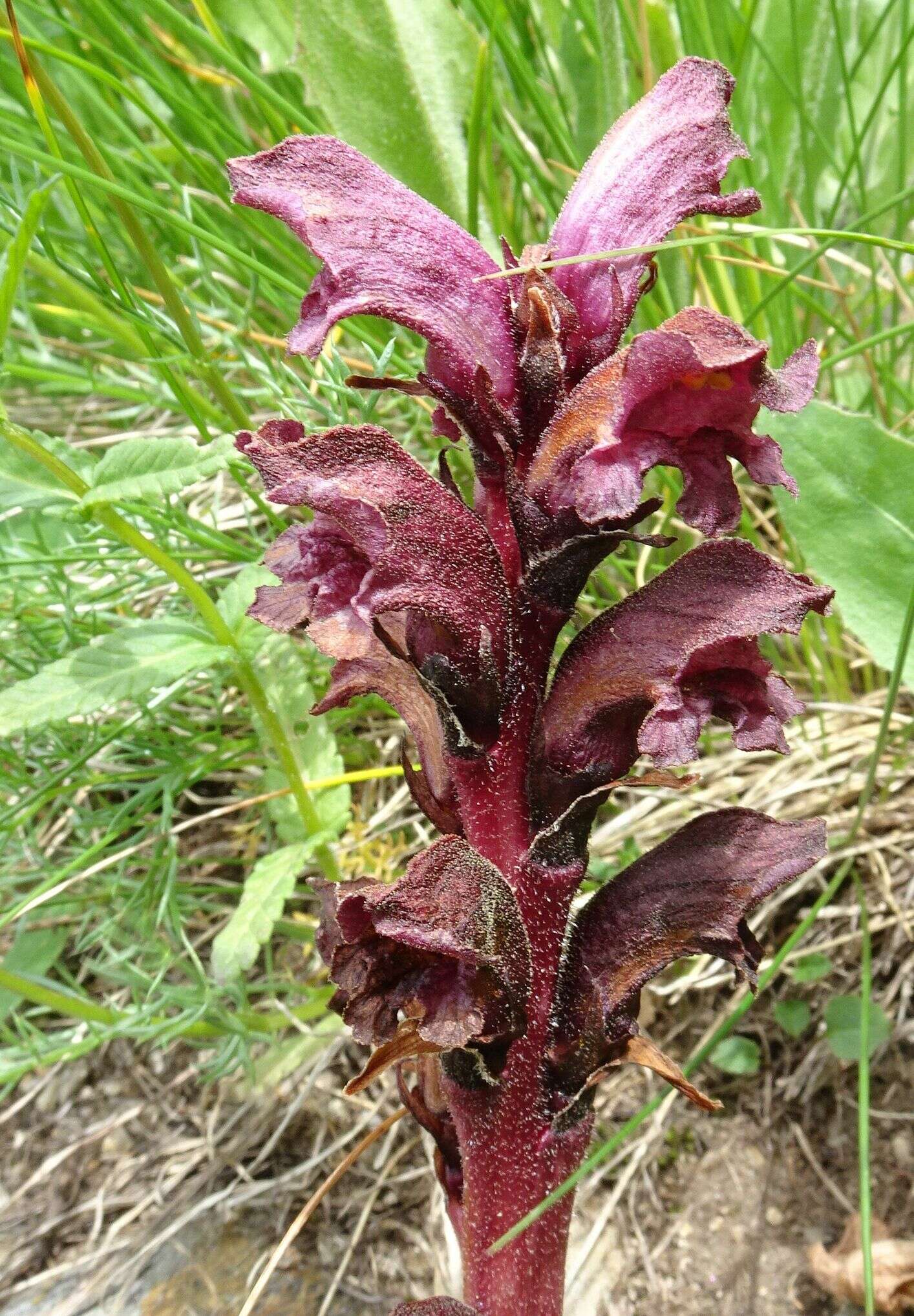 Imagem de Orobanche gamosepala Reuter