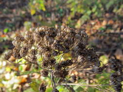 Image of Tanacetum macrophyllum (Waldst. & Kit.) Sch. Bip.