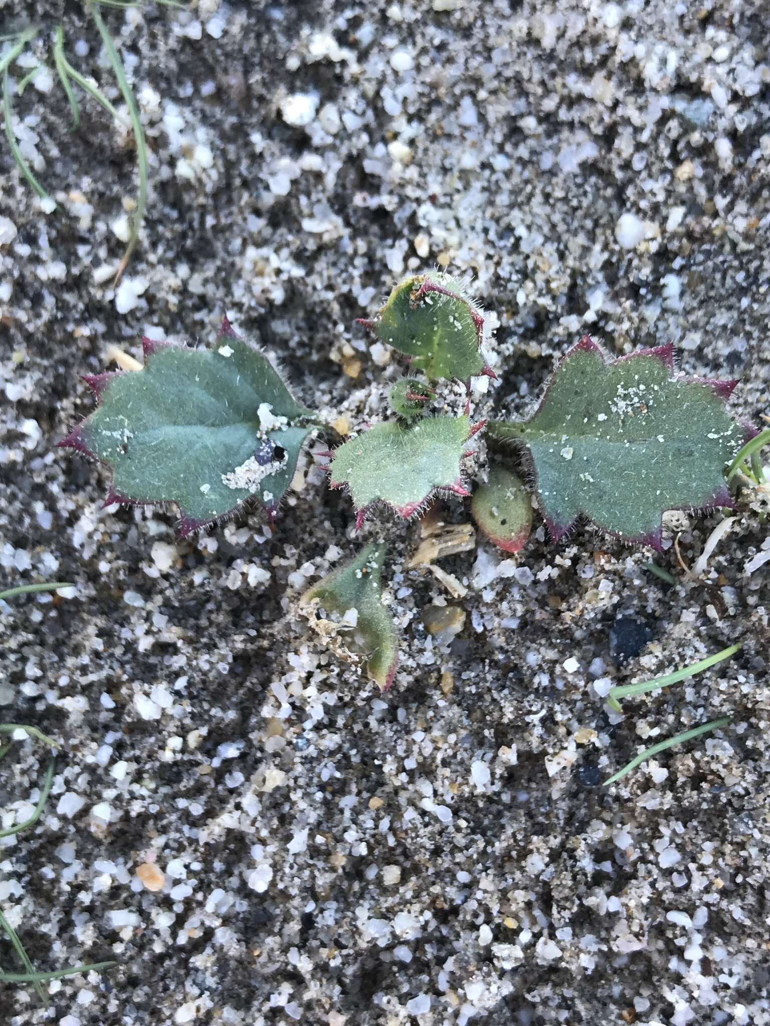 Image of broadleaf gilia