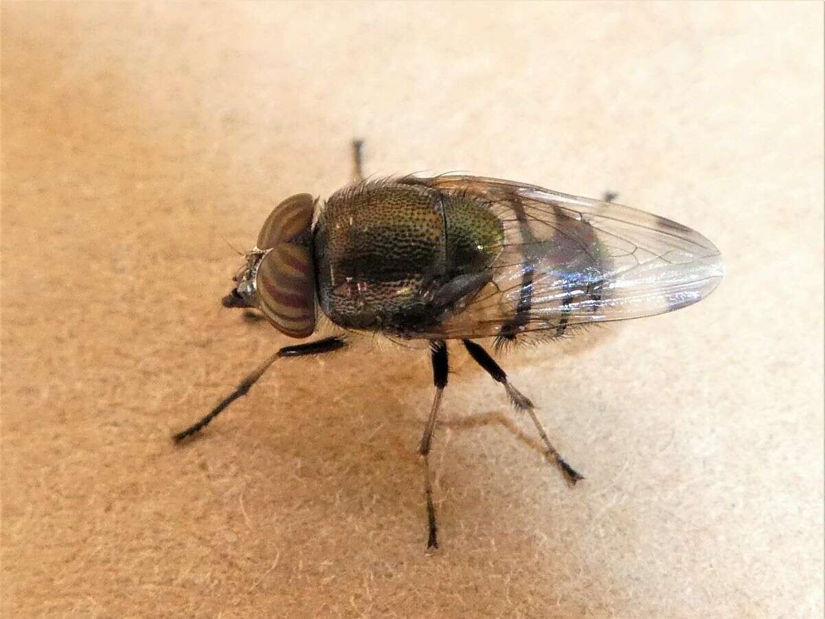 Stomorhina discolor (Fabricius 1794) resmi