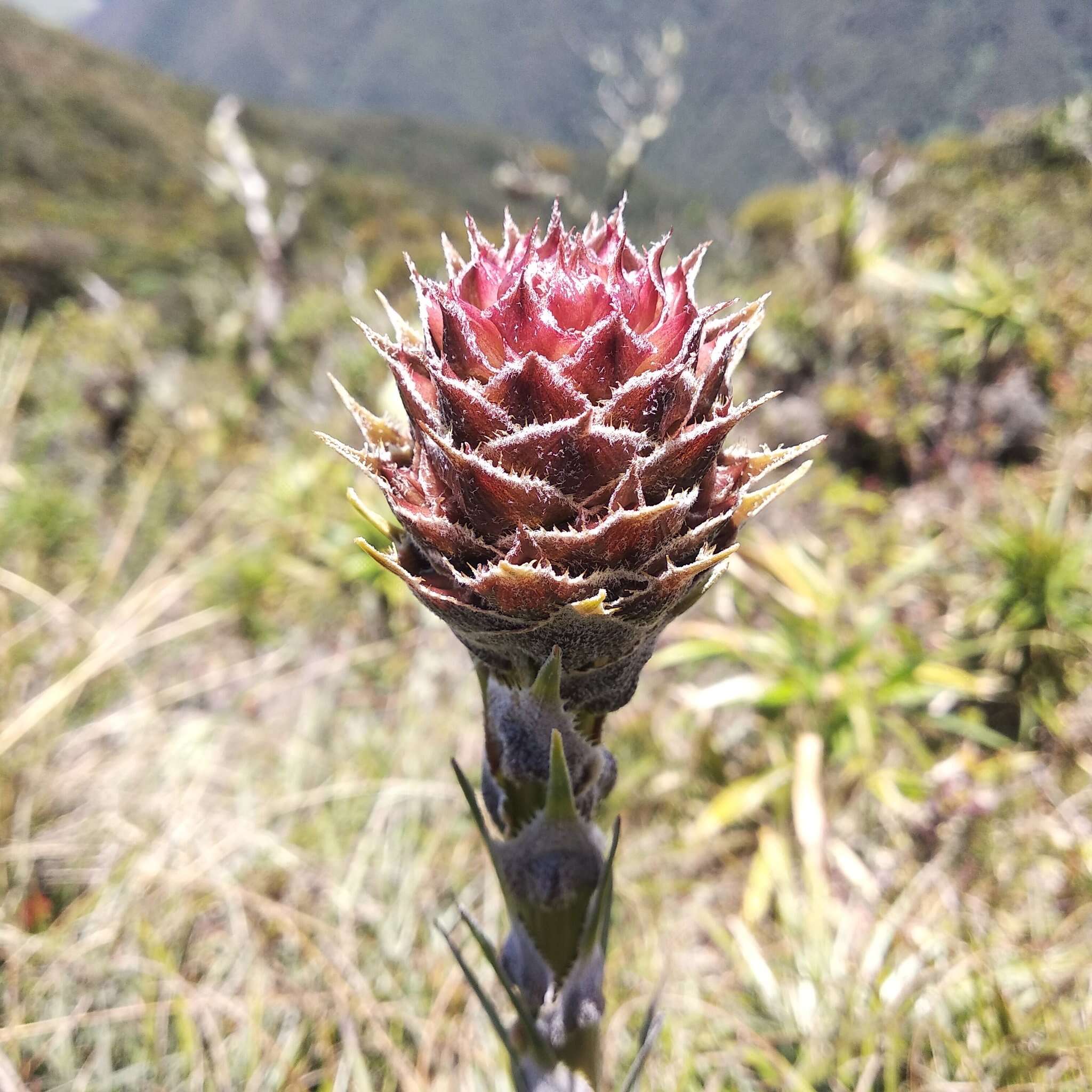 Image of Puya eryngioides André