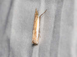 Image of Large-striped Grass-veneer Moth