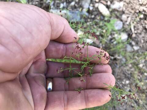 Image of Wright's bedstraw