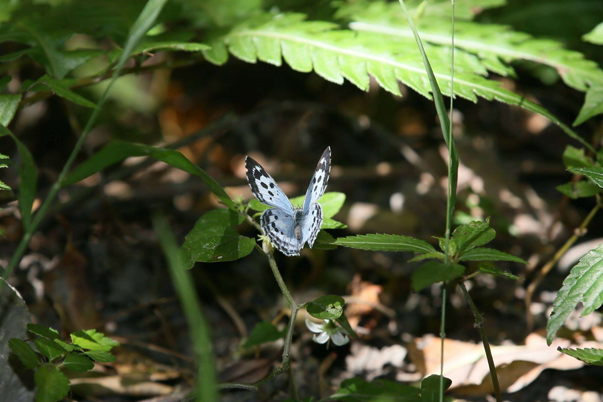 Image of Phengaris atroguttata (Oberthür 1876)