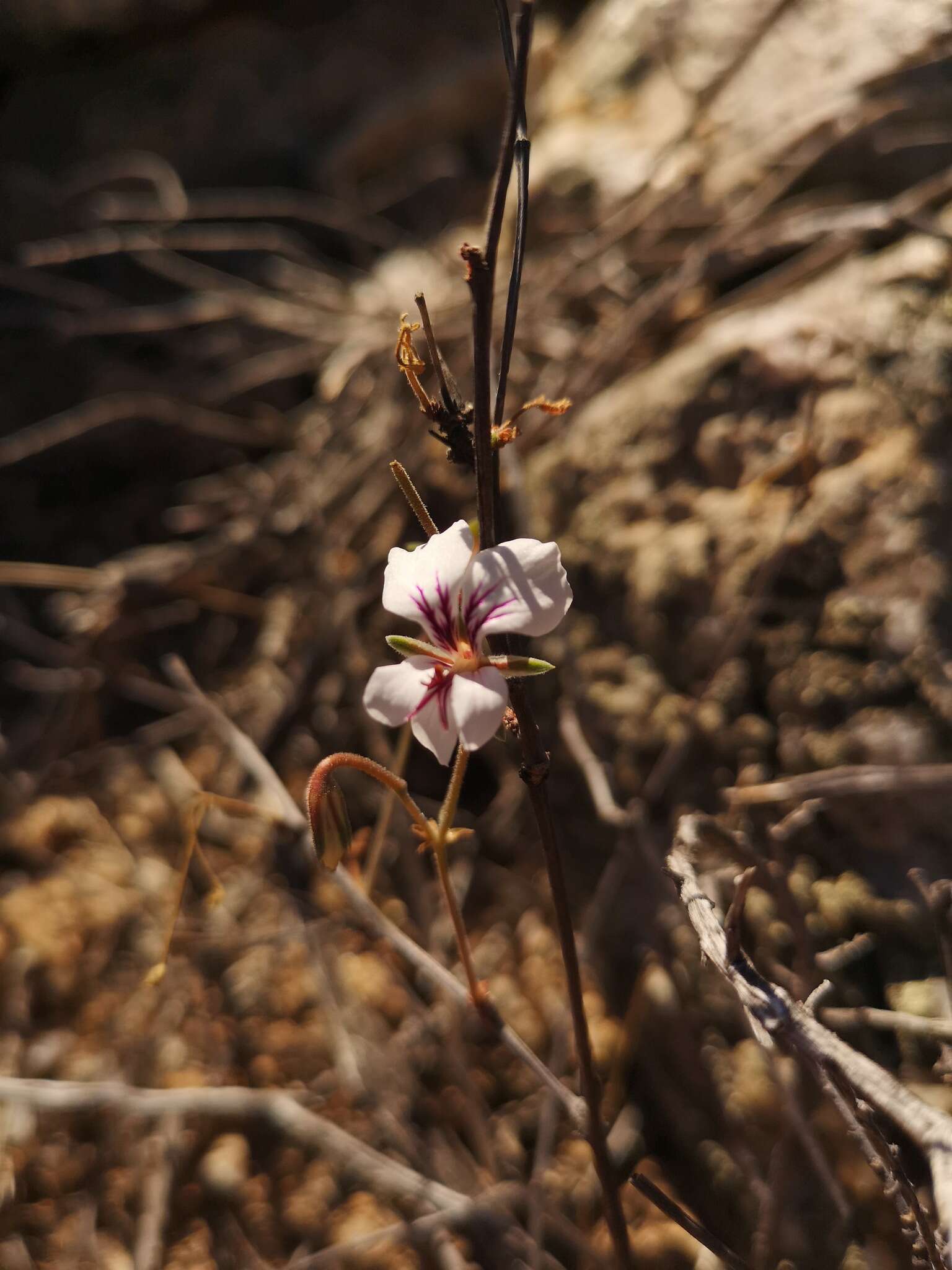 Image of Pelargonium antidysentericum (Eckl. & Zeyh.) Kostel.