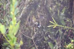 Image of Rainbow-bearded Thornbill