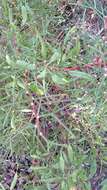 Image de Hakea trifurcata (Sm.) R. Br.