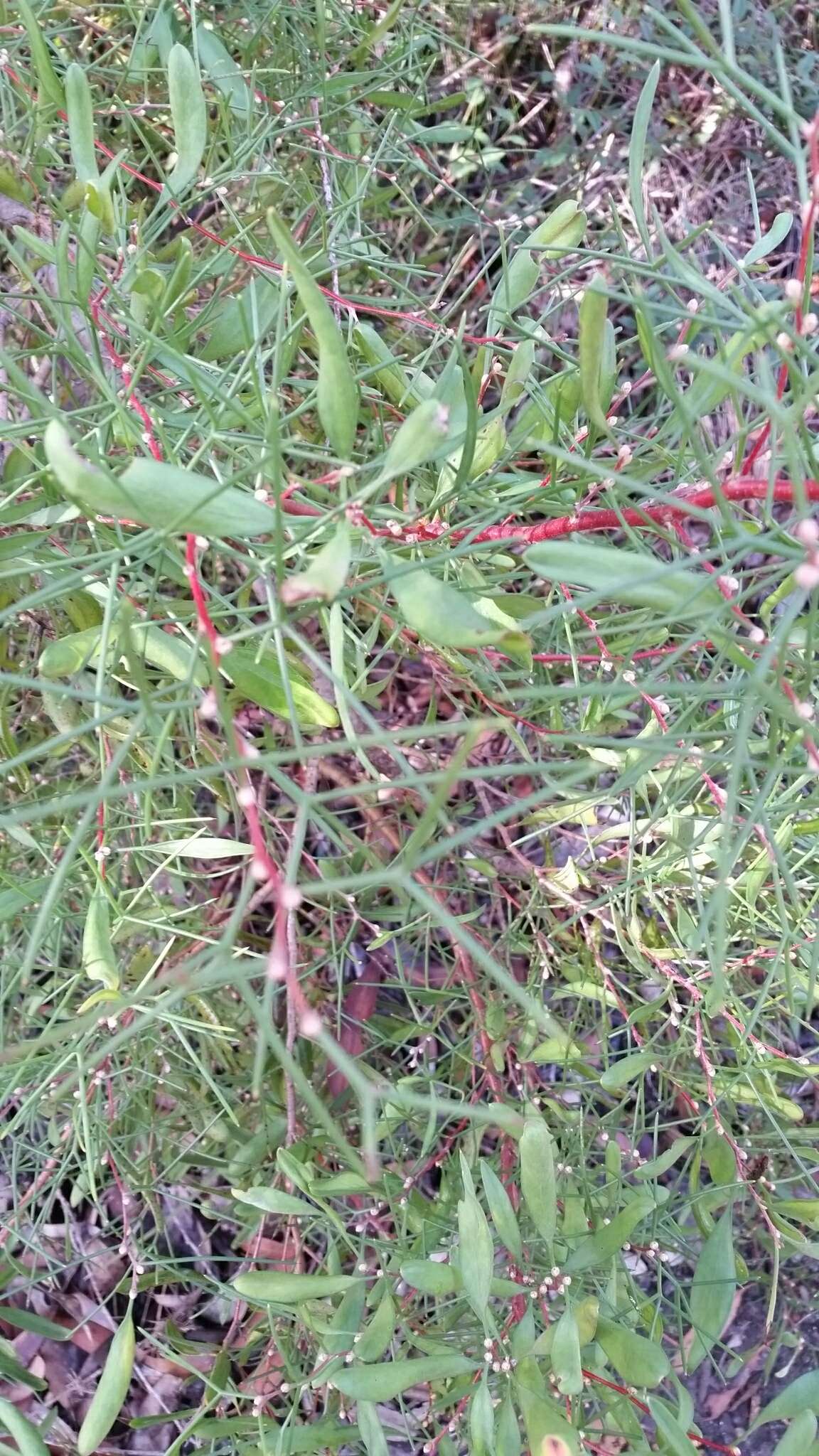 Image de Hakea trifurcata (Sm.) R. Br.