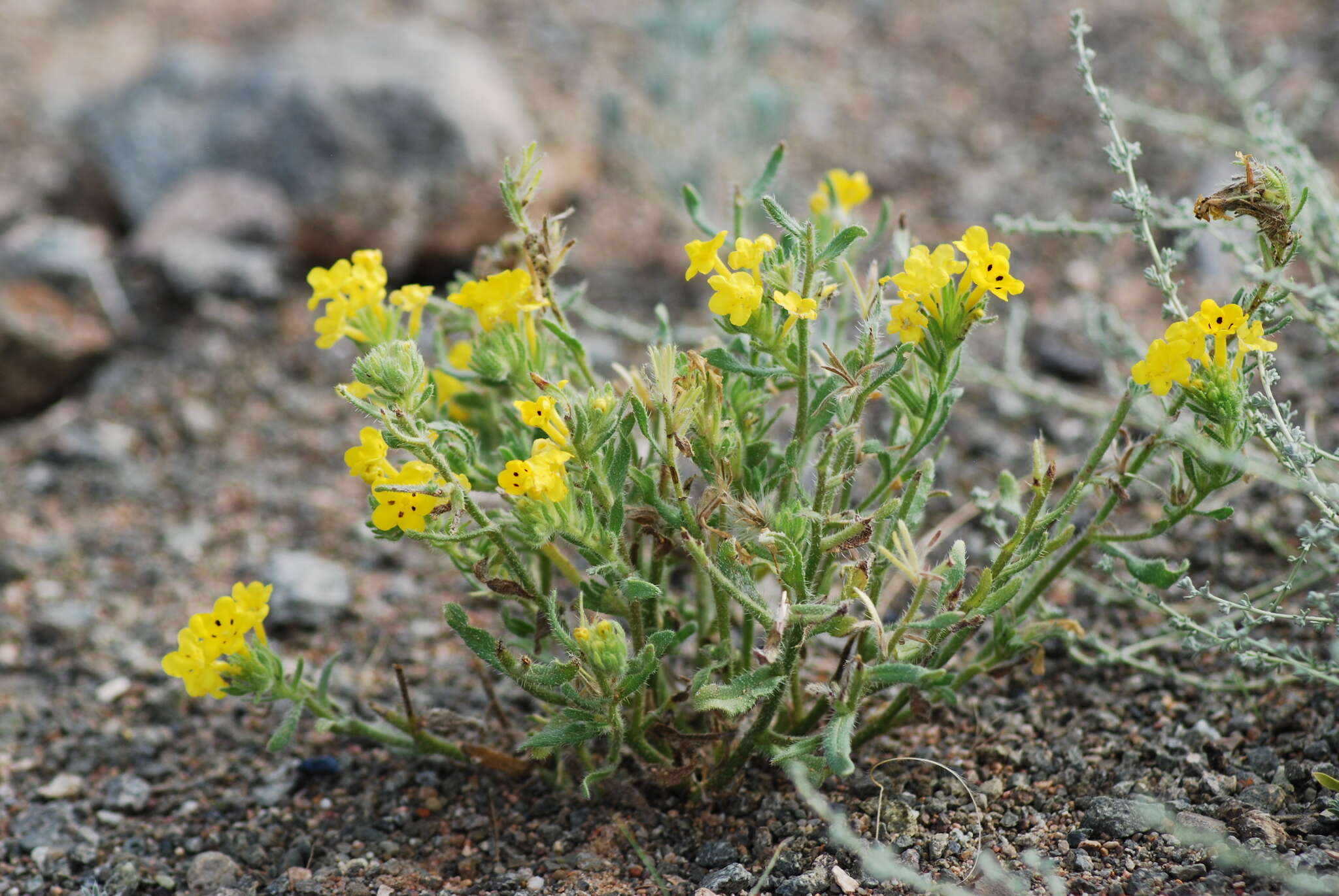 Image of Arnebia guttata Bunge