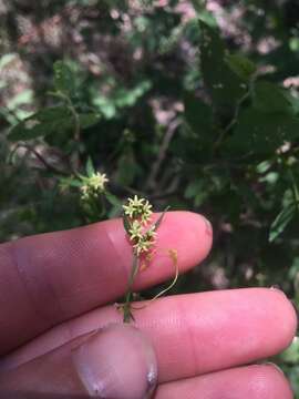 Image of MacCart's swallow-wort