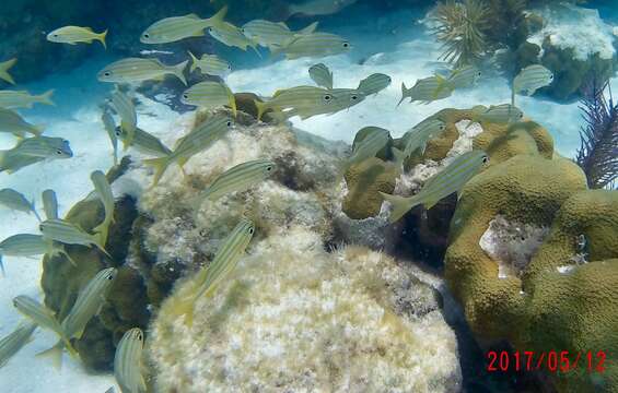 Image of Smallmouth Grunt