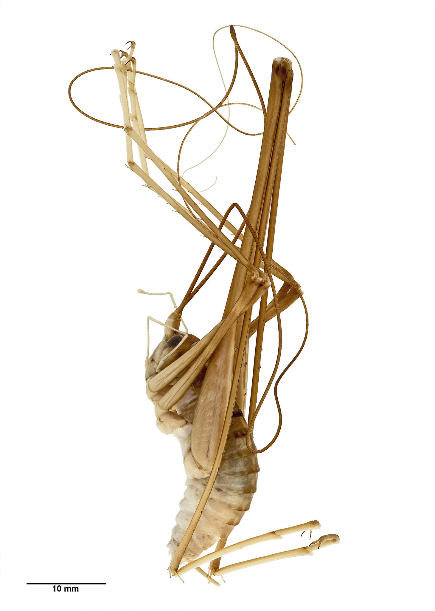 Image of Pachyrhamma waitomoensis Richards & A. M. 1958