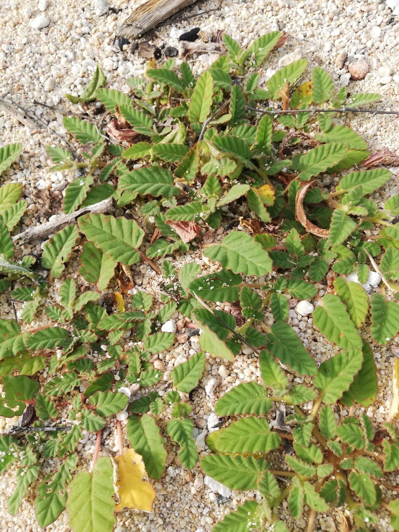 Image of Beach Peanut