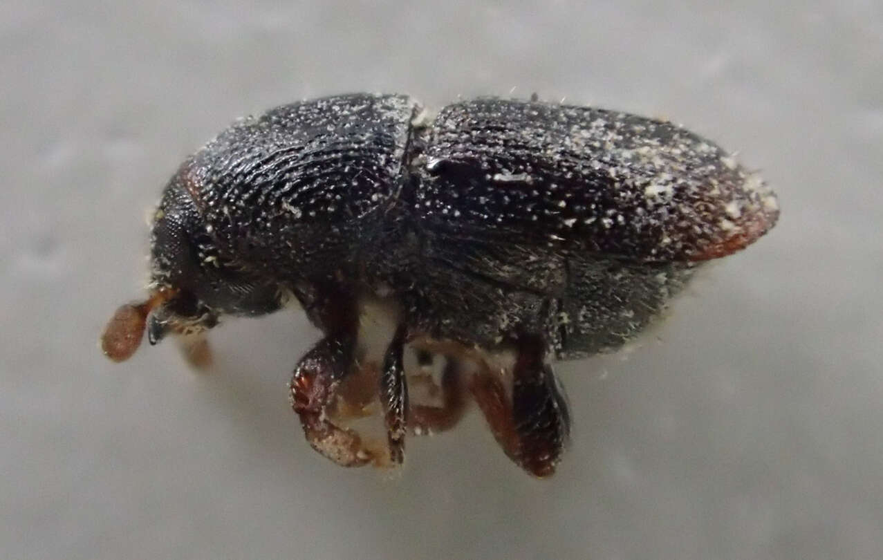 Image of Shot hole borer