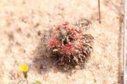 صورة Drosera nitidula subsp. omissa (Diels) N. Marchant & Lowrie