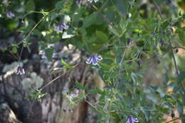 Image of bellflower clematis