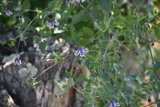 Image de Clematis viticella subsp. campaniflora (Brot.) O. Kuntze