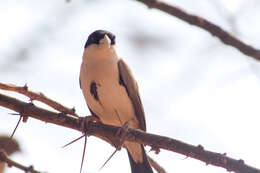 Image of Black-capped Social Weaver