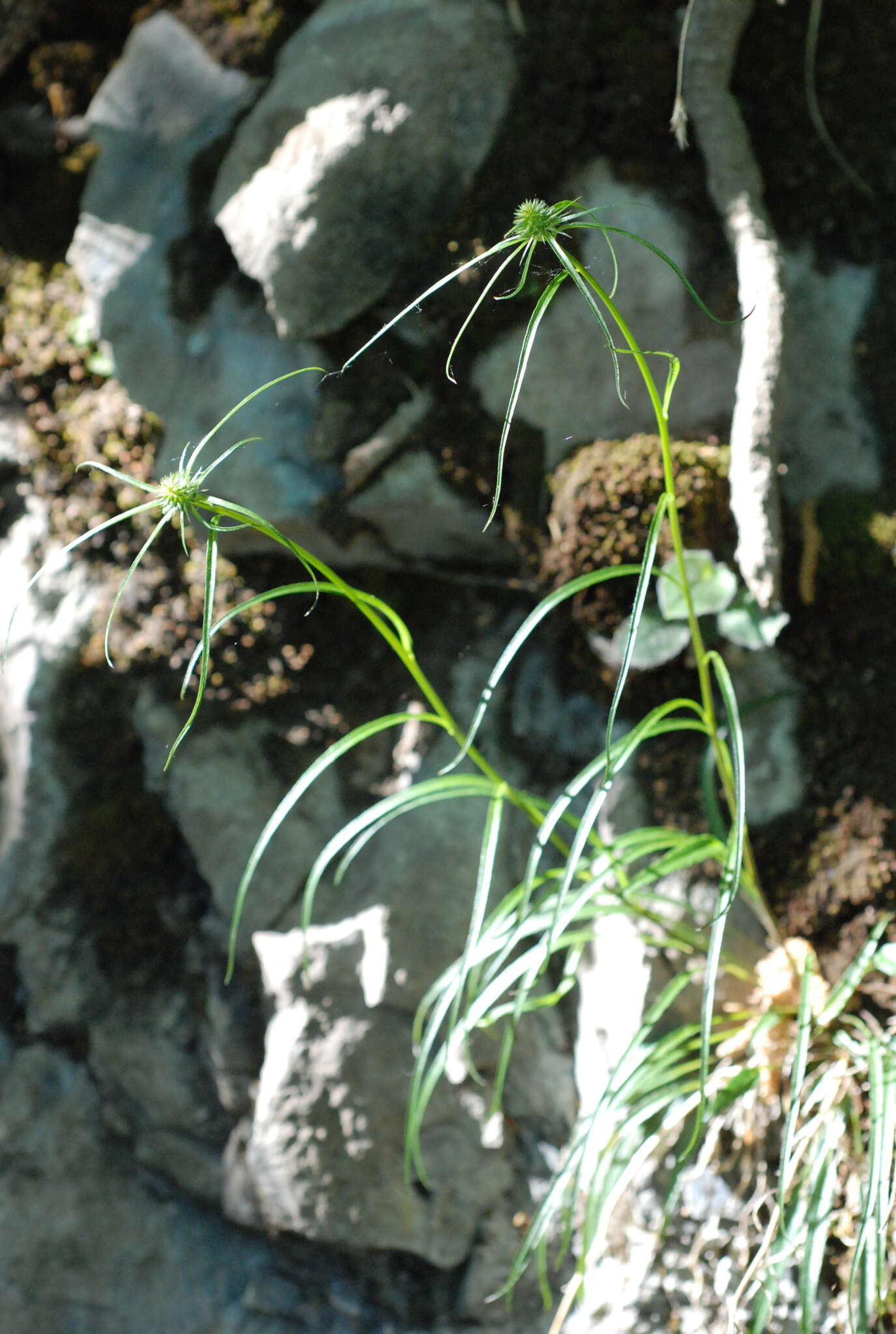 Image of Phyteuma scheuchzeri subsp. columnae (E. Thomas) Bech.