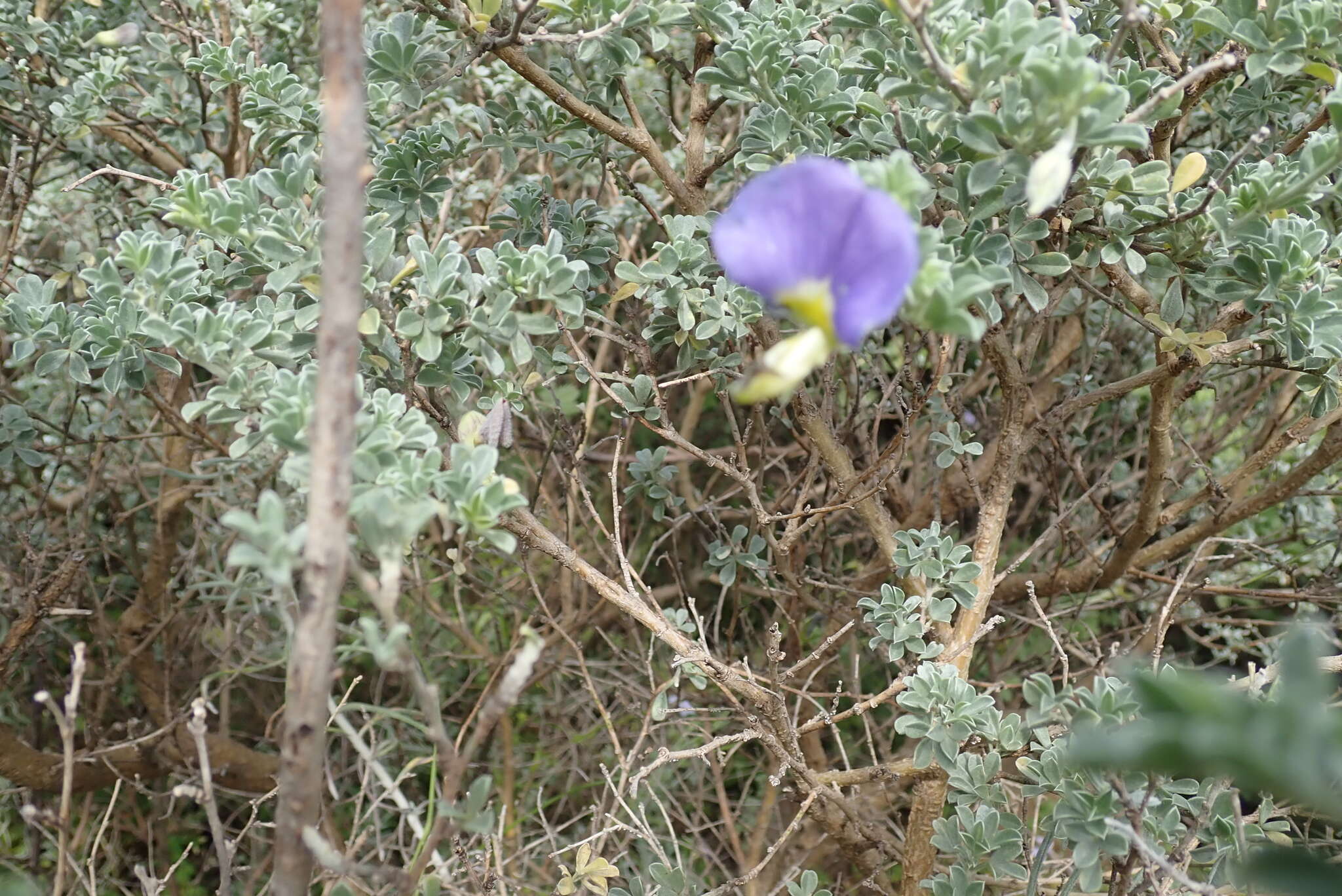 Image of Lotononis sericophylla Benth.